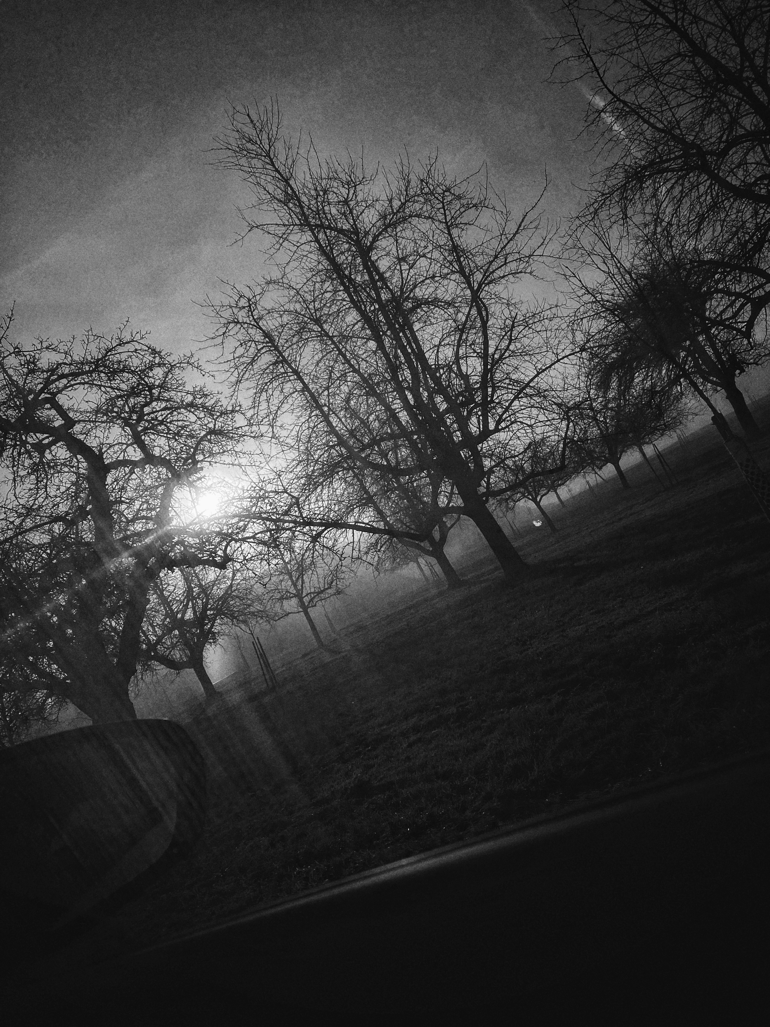 A silent army of trees